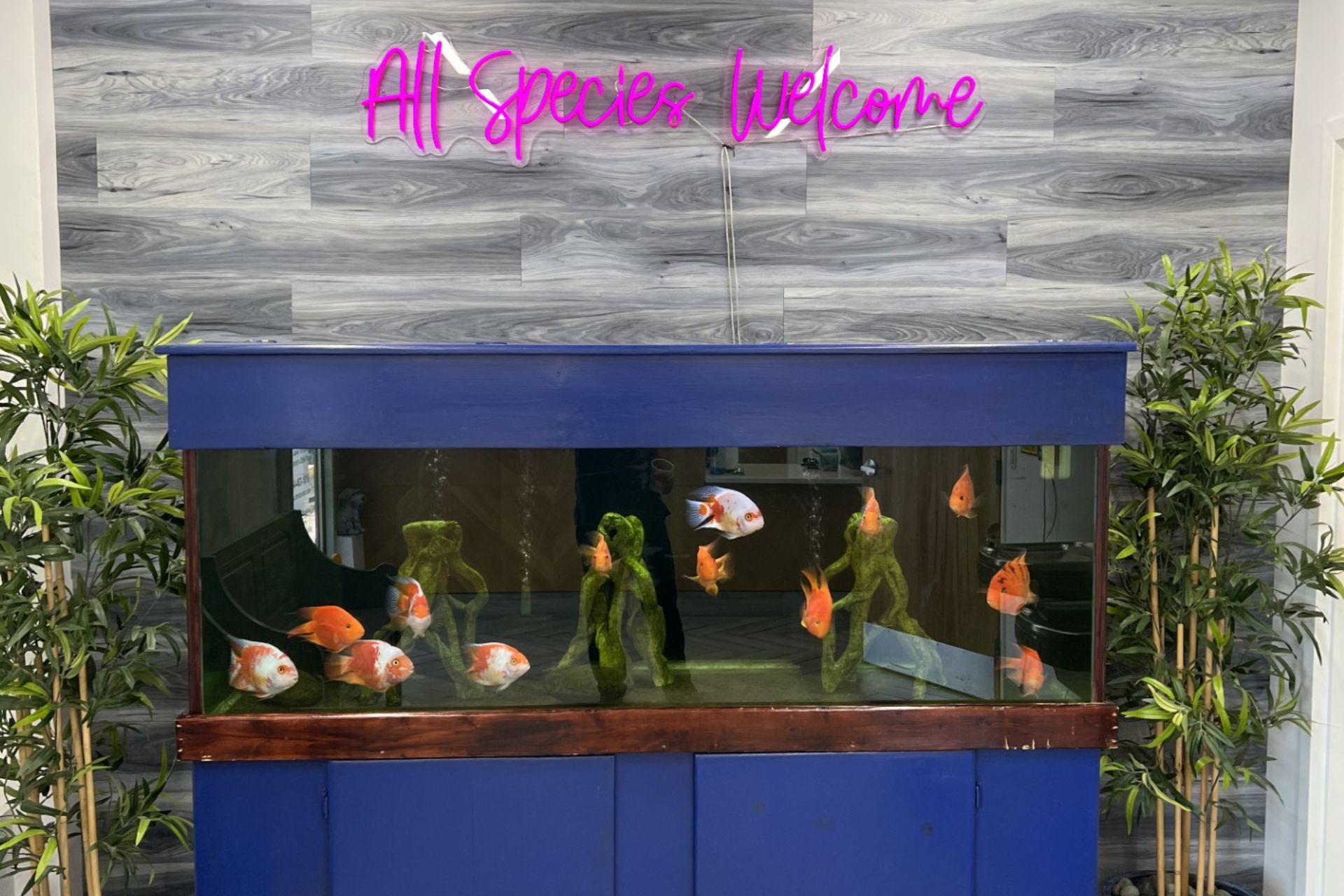 Aquarium with goldfish and aquatic plants, neon 'All Species Welcome' sign above