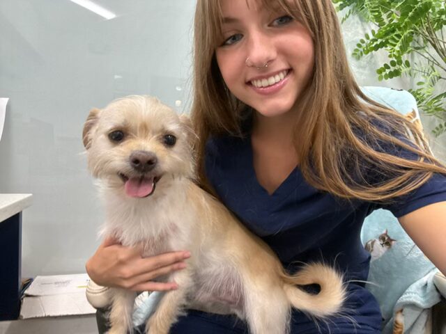 Veterinary staff member holding cream-colored dog in clinical setting