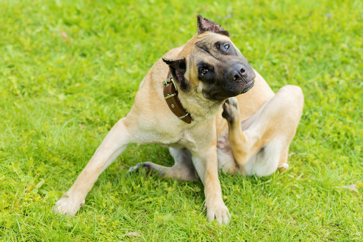 pedigree young dog Cane Corso itching scratching himself and biting fleas, ticks, lice. pet allergy