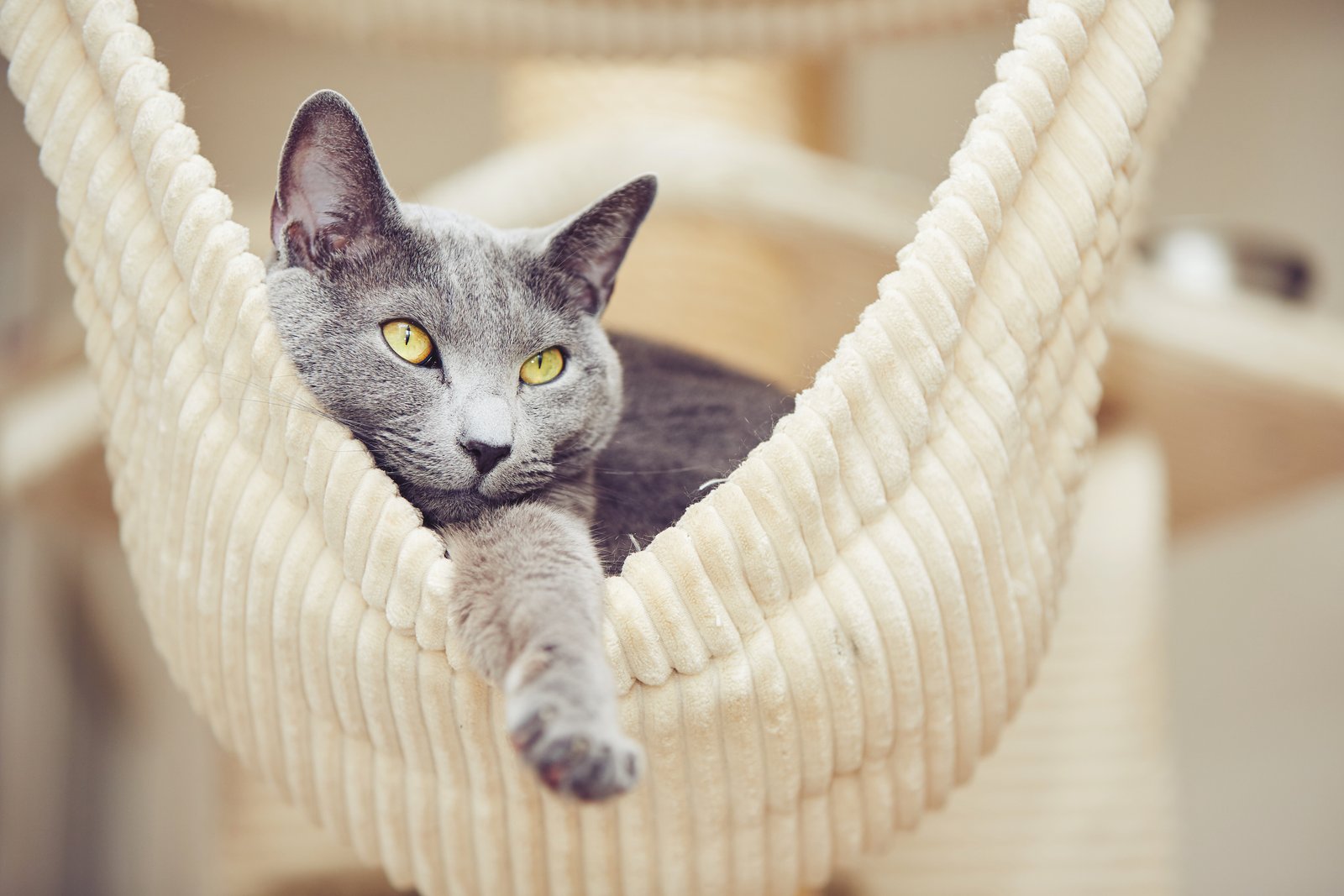 Senior cat resting comfortably at home, representing feline arthritis and mobility care