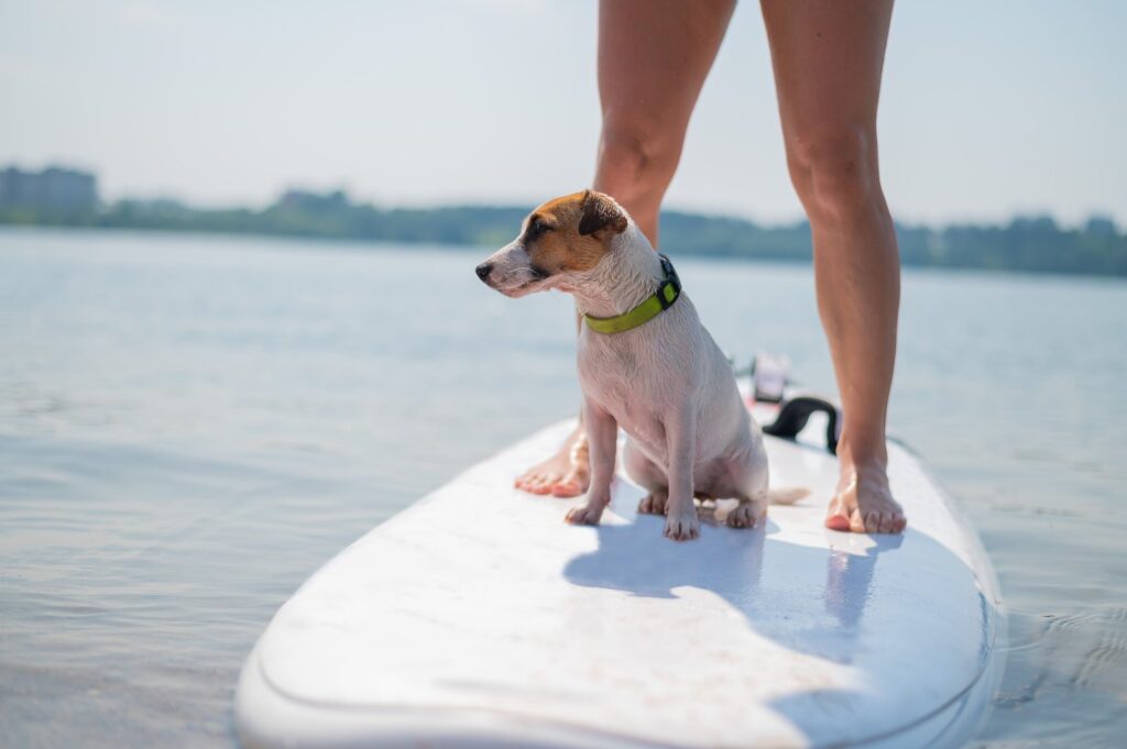 Dog enjoying a boat ride with its owner on the water in Fort Lauderdale