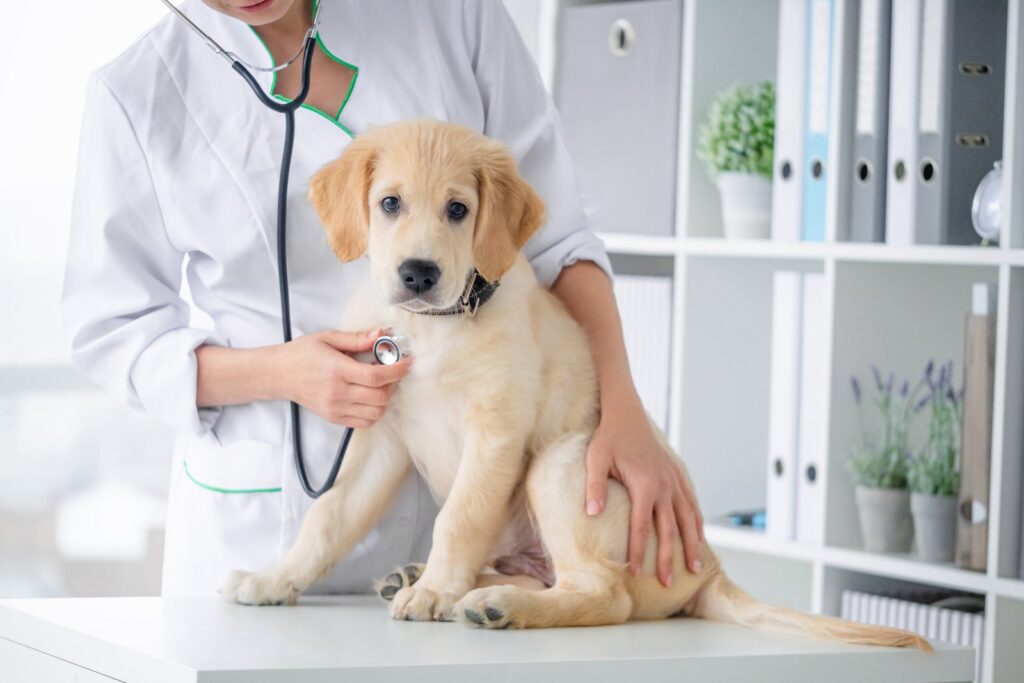 Veterinarian examining a dog's leg for signs of an ACL injury