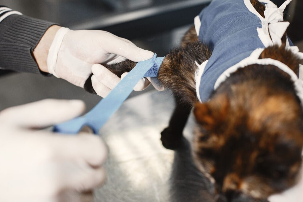 cat surgery at bluewater animal health center