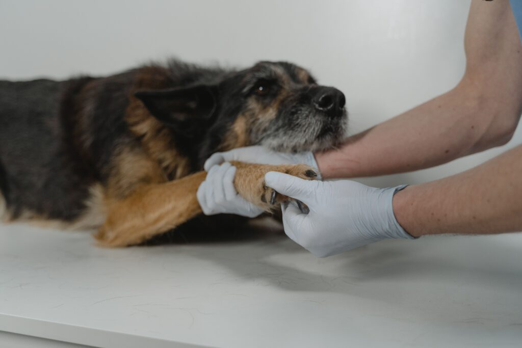 dog orthopedics at bluewater animal health center