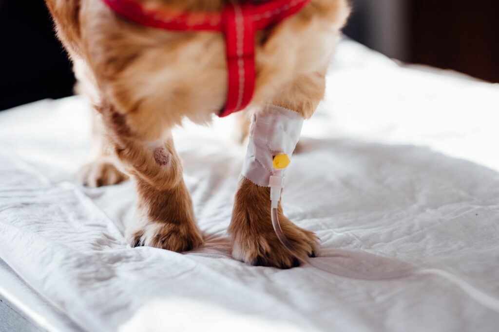 dog surgery at bluewater animal health center