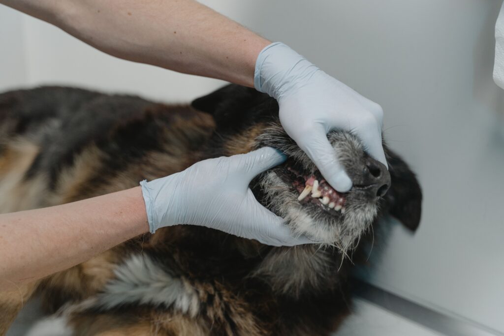 dog tooth