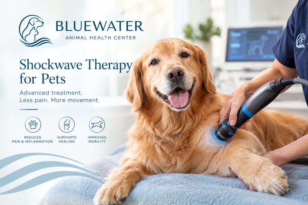 shockwave therapy for pets